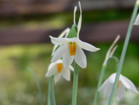 Acis nicaeense